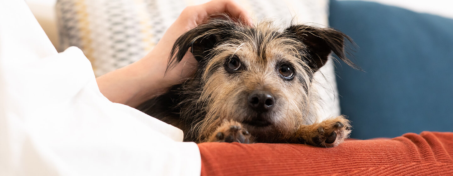 Old dog arthritis clearance treatment